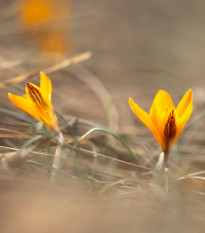 Krokus širokolistý - Crocus angustifolius - prodej cibulovin - 3 ks