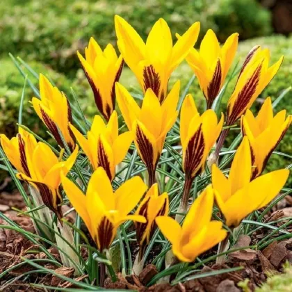 Krokus širokolistý - Crocus angustifolius - prodej cibulovin - 3 ks