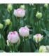 Tulipán Double Touch - Tulipa - prodej cibulovin - 3 ks