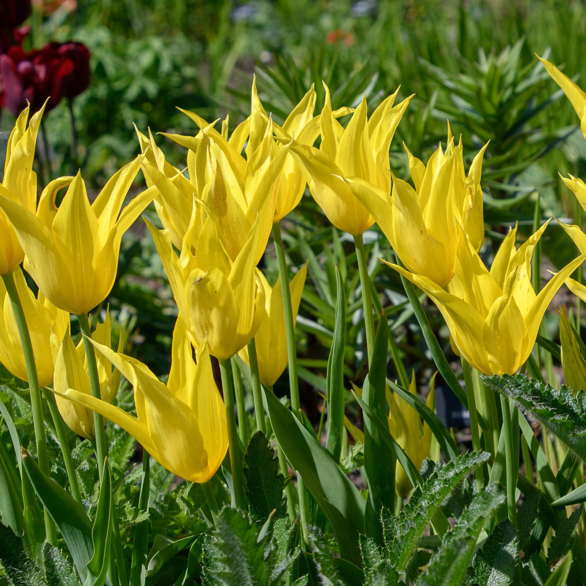 Tulipán West Point - Tulipa - prodej cibulovin - 3 ks
