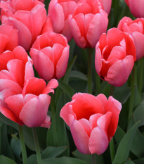 Tulipán Pink Impression - Tulipa - prodej cibulovin - 3 ks