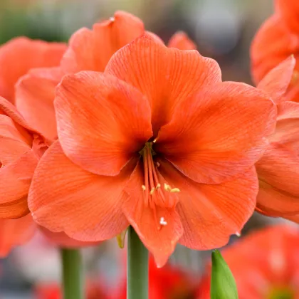 Hvězdník Orange Souvereign - Hippeastrum - cibule hvězdníku - 1 ks