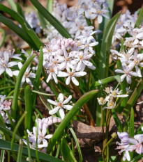 Ladoňka růžová - Scilla bifolia rosea - prodej cibulovin - 3 ks