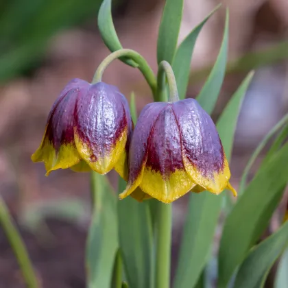 Řebčík Michailovskyi - Fritillaria michailovskyi - prodej cibulovin - 3 ks