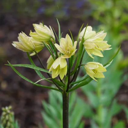 Řebčík Raddeana - Fritillaria raddeana - prodej cibulovin - 1 ks