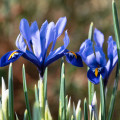 Kosatec síťkovaný Harmony - Iris reticulata - prodej cibulovin - 3 ks