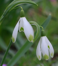 Sněženka viridi-apice - Galanthus nivalis- prodej cibulovin - 3 ks