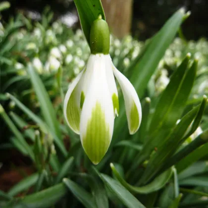 Sněženka viridi-apice - Galanthus nivalis- prodej cibulovin - 3 ks