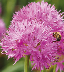 Česnek Carolinianum - Allium - prodej cibulovin - 3 ks