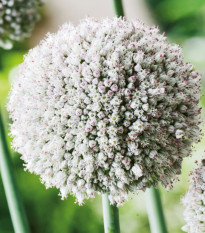 Česnek white Cloud - Allium - prodej cibulovin - 3 ks