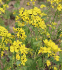 BIO Hořčice černá - Brassica nigra - prodej bio semen - 60 ks