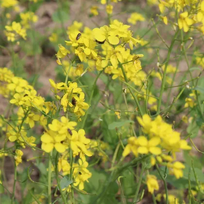 BIO Hořčice černá - Brassica nigra - prodej bio semen - 60 ks