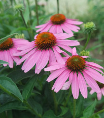 BIO Třapatkovka nachová - Echinacea purpurea - prodej bio semen - 15 ks