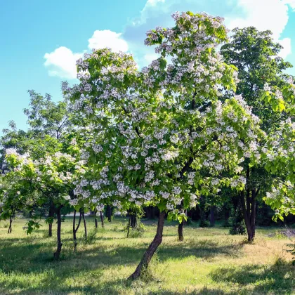 Katalpa trubačovitá - Catalpa bignonioides - prodej semen - 8 ks