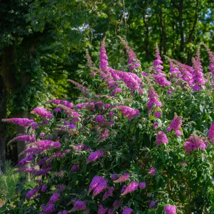 Komule Davidova - Buddleja davidi - prodej semen - 20 ks