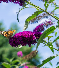 Komule Davidova - Buddleja davidi - prodej semen - 20 ks