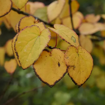 Zmarličník japonský - Cercidiphyllum japonicum - prodej semen - 8 ks