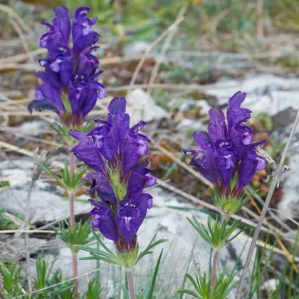 Včelník rakouský - Dracocephalum austriacum - prodej semen - 70 ks