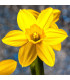 Narcis Carlton - Narcissus - prodej cibulovin - 3 ks
