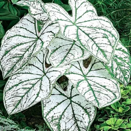 Kaládium Candidum Sr - Caladium bicolor - prodej cibulovin - 1 ks