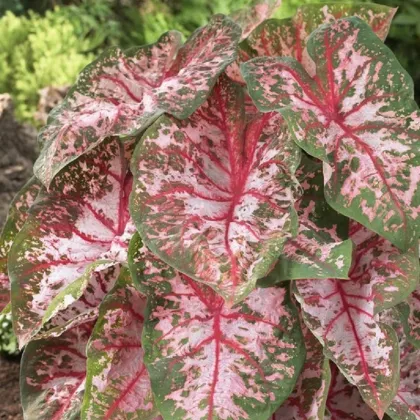 Kaládium Carolyn Whorton - Caladium bicolor - prodej cibulovin - 1 ks