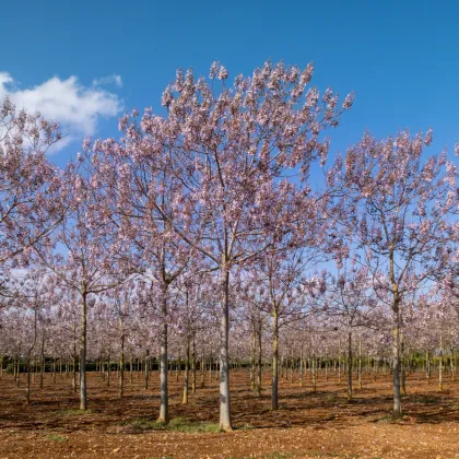 Liliovník tulipánokvětý - Liriodendron tulipifera - prodej semen - 10 ks