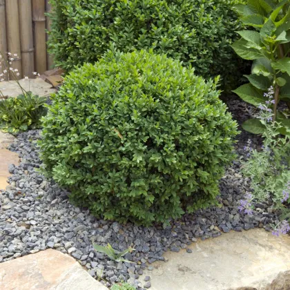 Buxus Zimostráž - Buxus sempervirens - prodej semen - 10 ks