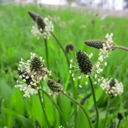 BIO Jitrocel kopinatý - Plantago lanceolata - prodej bio semen - 80 ks