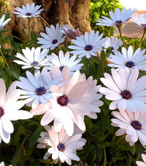 Paprskovka White – Osteospermum ecklonis – prodej semen paprskovky