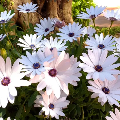 Paprskovka White – Osteospermum ecklonis – prodej semen paprskovky