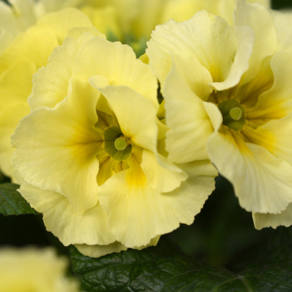 Prvosenka Inara F1 Lemon yellow - Primula elatior - prodej semen - 20 ks