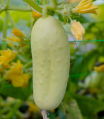 BIO okurka polní White Wonder - Cucumis sativus - prodej bio semen - 10 ks