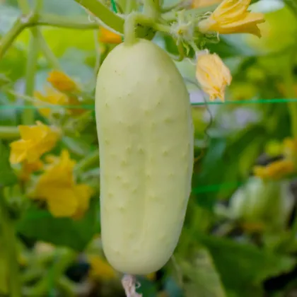 BIO okurka polní White Wonder - Cucumis sativus - prodej bio semen - 10 ks