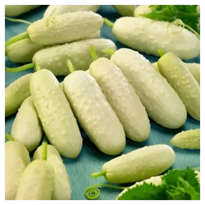 BIO okurka polní White Wonder - Cucumis sativus - prodej bio semen - 10 ks