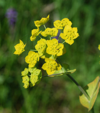 Prorostlík dlouholistý - Bupleurum longifolium - prodej semen - 60 ks