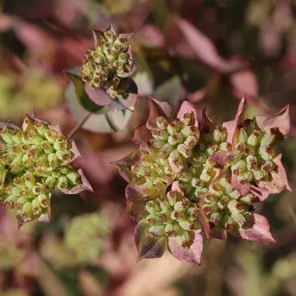 Prorostlík okrouhlolistý - Bupleurum rotundifolium B. griffithii - prodej semen - 60 ks