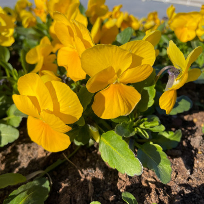 BIO Violka rohatá žlutá - Viola cornuta - prodej bio semen - 20 ks