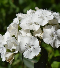 BIO Hvozdík bradatý Sweet William - Dianthus barbatus - prodej bio semen - 18 ks