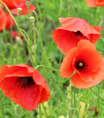 BIO Vlčí mák červený - Papaver rhoeas - prodej semen - 100 ks