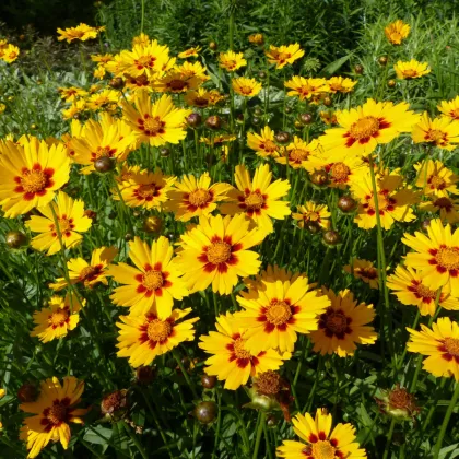 BIO Krásnoočko barevné - Coreopsis tinctoria - prodej semen - 50 ks