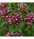 BIO Hvozdík bradatý Sweet William Chris - Dianthus barbatus - prodej bio semen - 18 ks