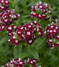 BIO Hvozdík bradatý Sweet William Chris - Dianthus barbatus - prodej bio semen - 18 ks