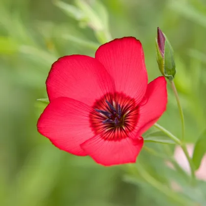 BIO Len červený - Linum grandiflorum - prodej bio semen - 120 ks