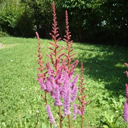 Čechrava čínská fialová - Astilbe chinensis - prodej semen - 10 ks