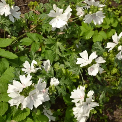 Sléz pižmový bílý - Malva moschata alba - prodej semen - 50 ks