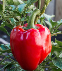 Paprika Beluga Red F1 - Capsicum annuum - prodej semen - 5 ks