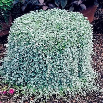 Stříbrný déšť Silver Falls - Dichondra emerals - prodej semen - 6 ks