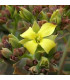 Kolopejka grandiflora - Kalanchoe - prodej semen - 20 ks