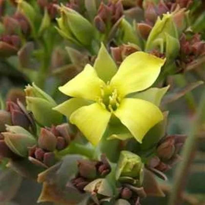 Kolopejka grandiflora - Kalanchoe - prodej semen - 20 ks