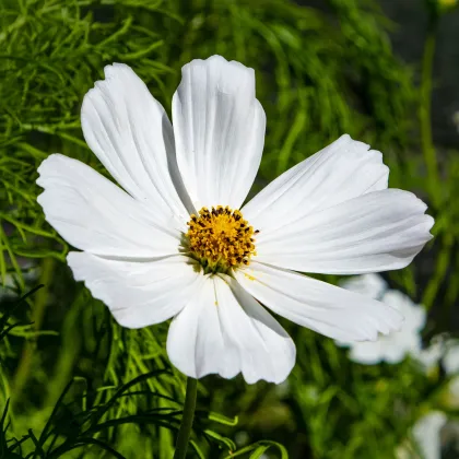 Krásenka zpeřená Cosmini White - Cosmos bipinnatus - prodej semen - 20 ks